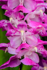 Aerides multiflora Roxb, beautiful natural  orchid in the forest.