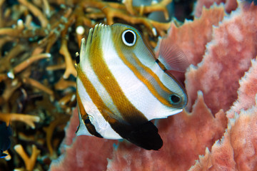 Fototapeta premium Two-Eyed Coralfish