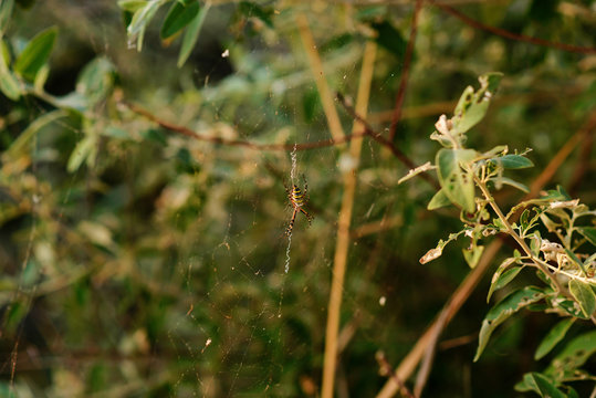 Argiope bruennichi is a species of orb-web spider distributed throughout central Europe, northern Europe, north Africa, parts of Asia, the Azores archipelago