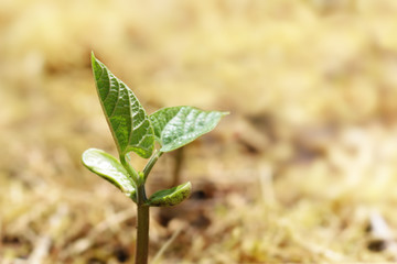 Bean seedling in a mulched vegetable patch, concept for growth and gardening, copy space