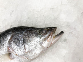 White sea bass