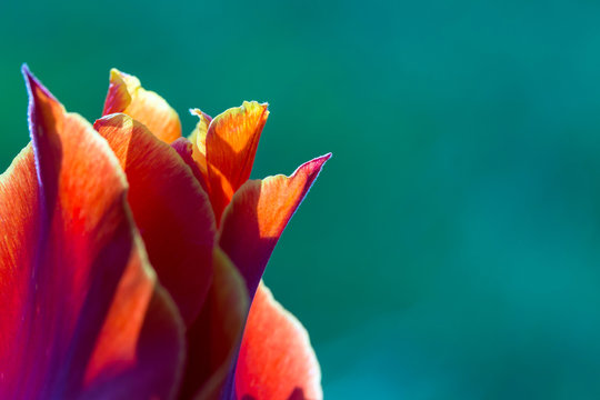 Red tulip close-up on a turquoise background