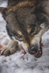 Loup qui mange - 205544929