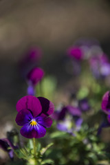 Violets on a gray background