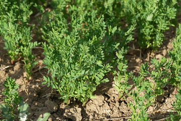 green lentil cultivated farmland, new growing lentil plant,
