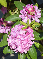 Fototapeta premium Beautiful pink flowers closeup in springtime