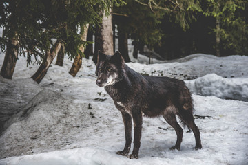 loup noir en hiver - Omega