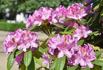 Fototapeta na wymiar Pink flowers closeup in springtime