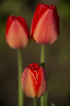 Red tulips against a dark background