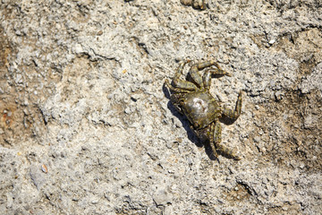 the crab on sandy beach