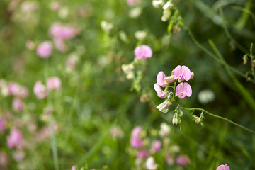 Fototapeta na wymiar sweet pea flowers