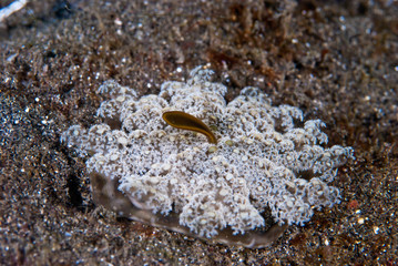 Upside-down jellyfish