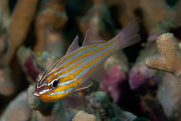 Fototapeta na wymiar Orange-Lined Cardinalfish Apogon cyanosoma