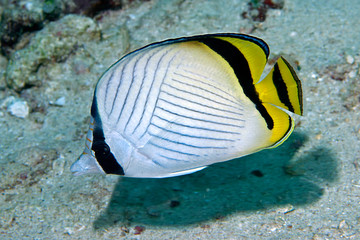 Fototapeta na wymiar Vagabund Butterflyfish