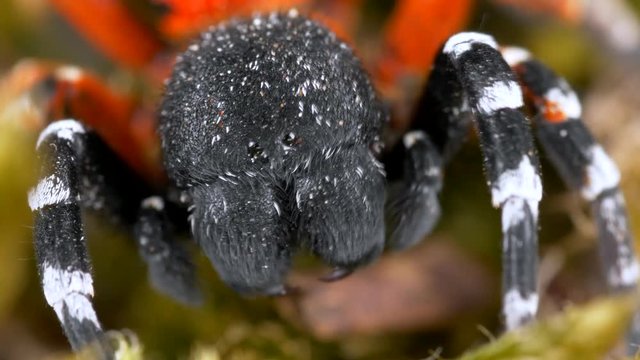 Ladybird spider (Eresus moravicus)