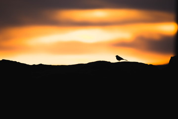 Sihouette - oiseaux - Sunset