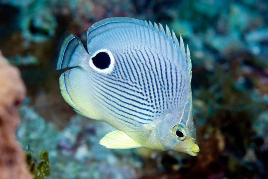 Foureye Butterflyfish