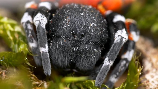Ladybird spider (Eresus moravicus) attacked by ant