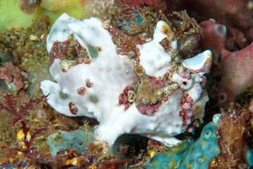 White Frogfish