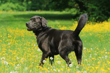 Aufmerksamer Labrador in gelber Blumenwiese