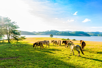 Horses on the hill
