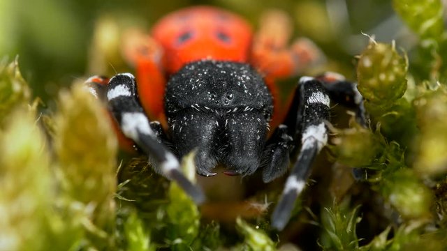 Ladybird spider (Eresus moravicus) attacked by ant