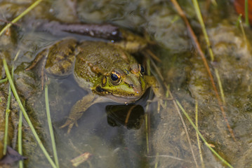  frog in a lovely lake