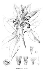 Illustration of plant