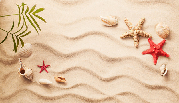 Sea shells on sand. Summer beach background. Top view