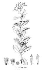 Illustration of plant