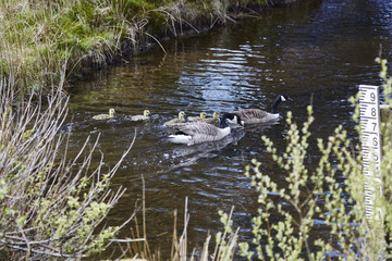 Canada Goose