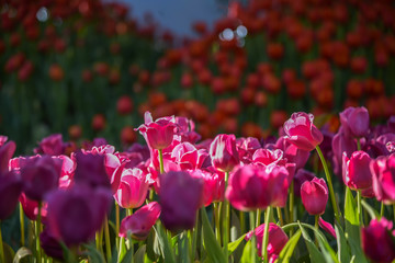 Group of colorful tulip. Pink flower tulip lit by sunlight. Soft selective focus, tulip close up, toning. Bright colorful tulip photo background