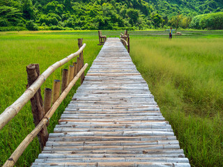 A walk from the bamboo on the field.