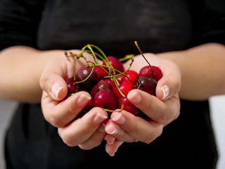 Fresh cherries, hands serving red cherries