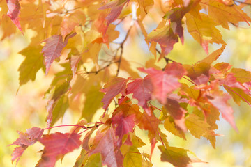 Colorful autumn leaves background.