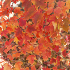 Naklejka na ściany i meble Colorful autumn leaves background.
