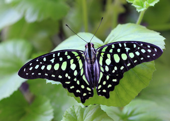 Бабочка Graphium agamemnon крупным планом
