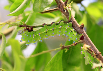 Гусеница Saturnia pyri на ветке дерева © dinar12