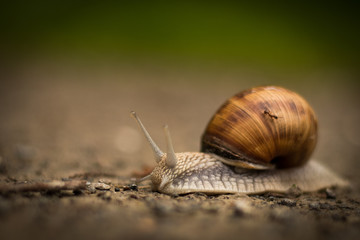 Schnecke