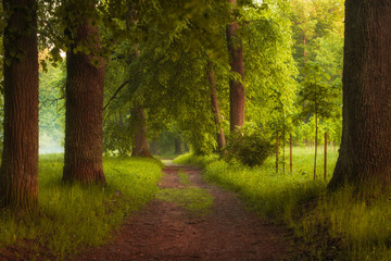 magic forest path