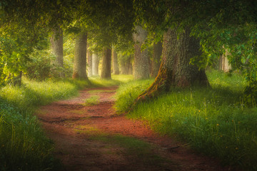 magic forest path