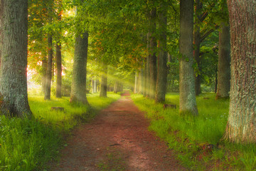 magic forest