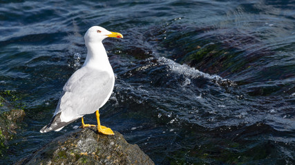 Seagull Standing On A Rock, Water At The Background