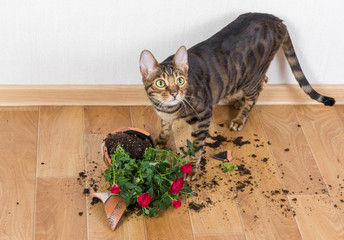 Domestic cat breed toyger dropped and broke flower pot with red roses and looks guilty.
