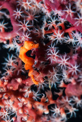 Denise Pygmy seahorse