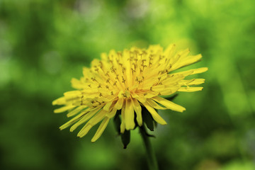 Macro Dandelion