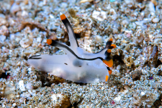 Thecacera Nudibranch