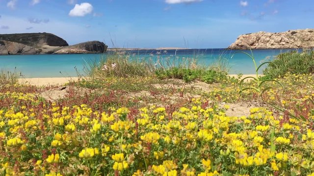 Blumen am strand