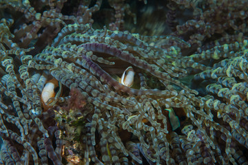 Clarki Anemonefish