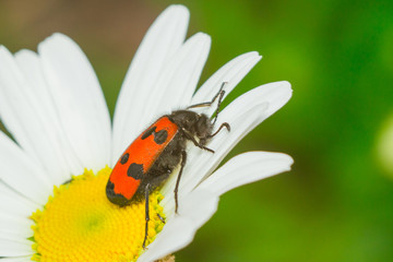 insect beetle Nicrophorus
